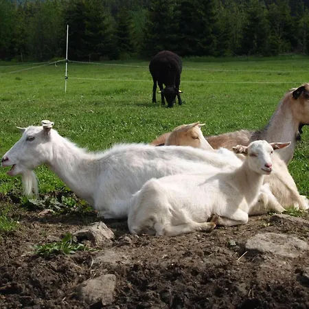 Lesni Bouda 페츠포드 스녜즈코우